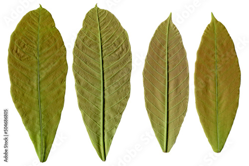 leaf isolated on white background. Top view. Clipping path