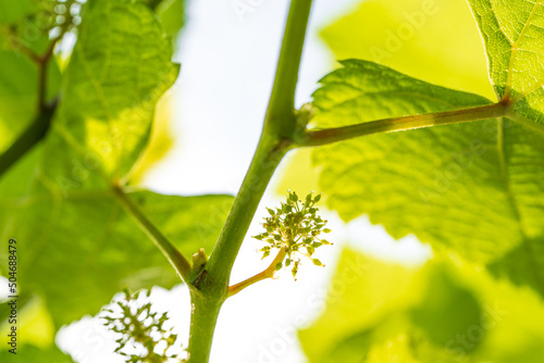 not stretching the inflorescence,Flowering vine on the way to grape. photo