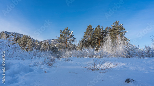 The path is trodden in the valley between the snowdrifts. The bushes on the roadsides are covered with fluffy hoarfrost. Coniferous trees and mountains against a clear blue sky. A sunny morning. Altai photo