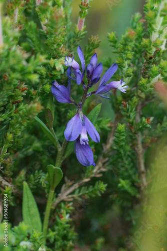 Vertical closeup on a rare blue wildflower , heath the milkwort, Polygala serpyllifolia photo