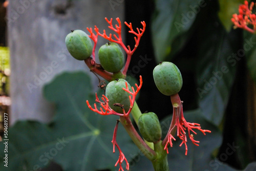 shoot of the Bottle-euphorbia or Goutstalk nettlespurge plant or Bhudda belly plant (Jatropha podagrica) consisting of berries, and red flowers on a dark background photo
