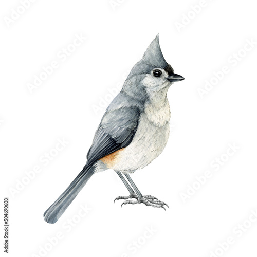 Tufted titmouse bird watercolor illustration. Native North American avian. Baeolophus bicolor tiny bird. Hand drawn realistic titmouse. Wildlife forest and backyard songbird. White background