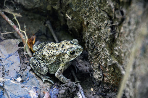 Closeup of Asian common toad amphibian animal hiding in the tree trunk. A duttaphrynus melanostictus, Asian black-spined toad, spectacled frog, sunda toad, or Javanese frog resting in the ground. photo