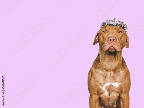 Lovable, pretty brown puppy and silver diadem. Beauty and fashion. Close-up, indoors. Day light. Concept of care, education, obedience training and raising pets