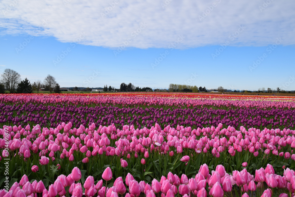 View of Skagit Valley Tulip Field, Washington, USA View of Skagit Valley Tulip Field, Washington, USA