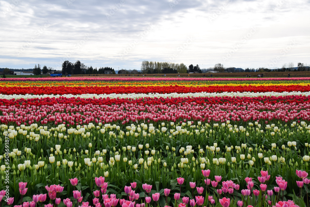 View of Skagit Valley Tulip Field, Washington, USA View of Skagit Valley Tulip Field, Washington, USA