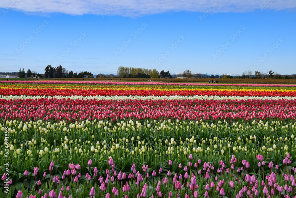 View of Skagit Valley Tulip Field, Washington, USA