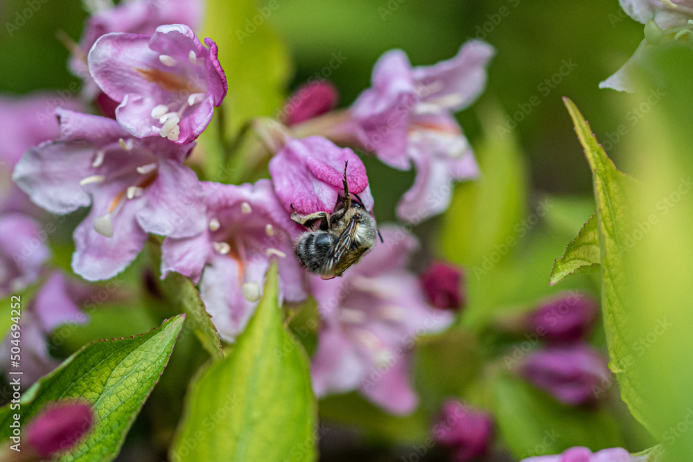 bee on pink flower bee on pink flower