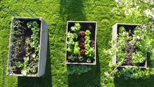 aerial drone bird's eye view video of nice garden  with vegetable garden beds, lawn and apple tree surrounded by unique nature