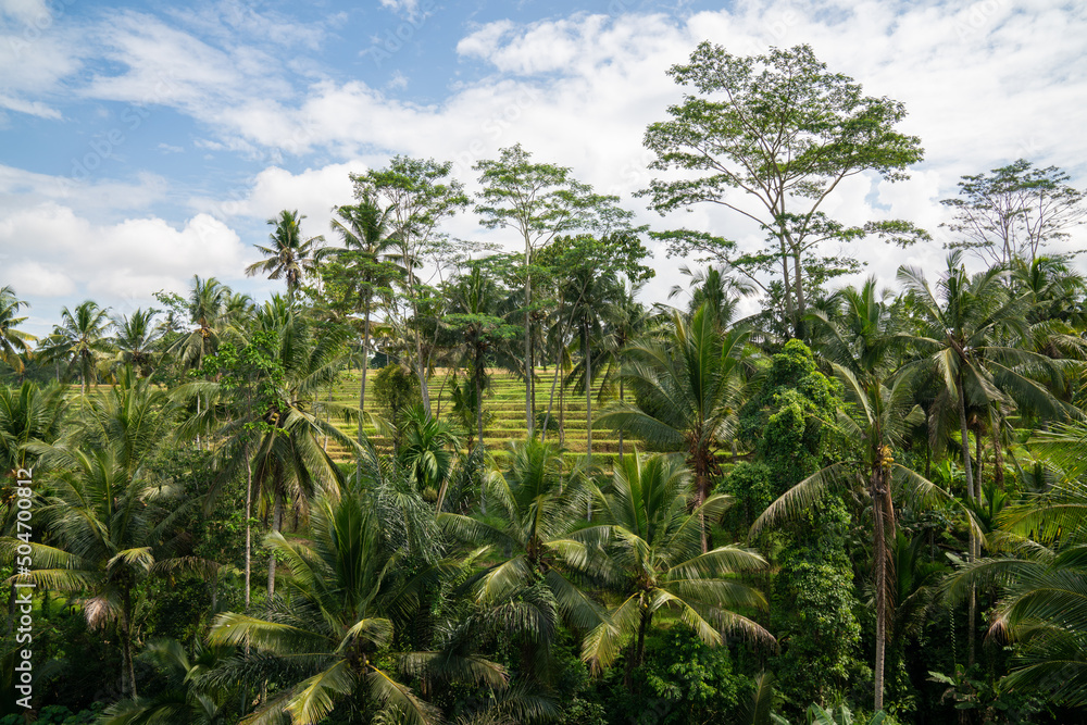 Palm trees and rice terrace under light blue sky in Bali