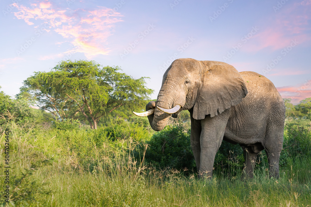 Fototapeta premium African elephant (Loxodonta africana) with beautiful morning sunrise, Murchison Falls National Park, Uganda, Africa