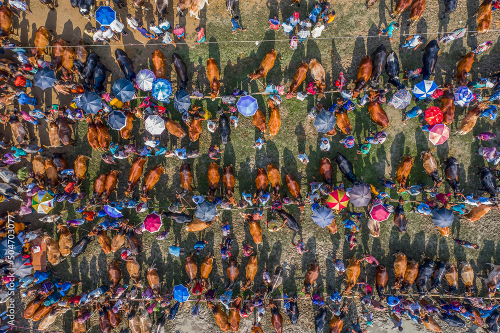 Thousands of cows are lined up to be sold at a bustling cattle market in Bangladesh. Over 50,000 of the animals are gathered together by farmers.