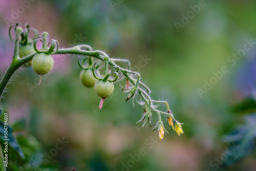Detail of a tomato plant with several tomatoes still in the growth phase.