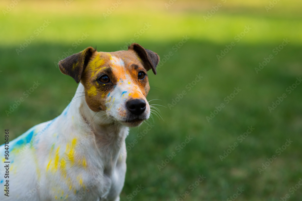 Portrait of dog jack russell terrier stained in holi paints outdoors.