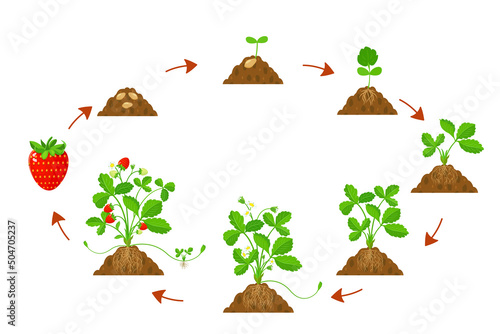 Growth cycle strawberries in agriculture. Infographic of development cycle strawberries.
