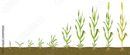Stages of wheat growth in soil. Grain germination infographic.