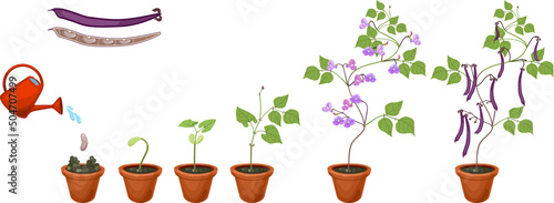 Life cycle of bean plant. Growth stages from seeding to flowering and fruiting plant in flower pot isolated on white background