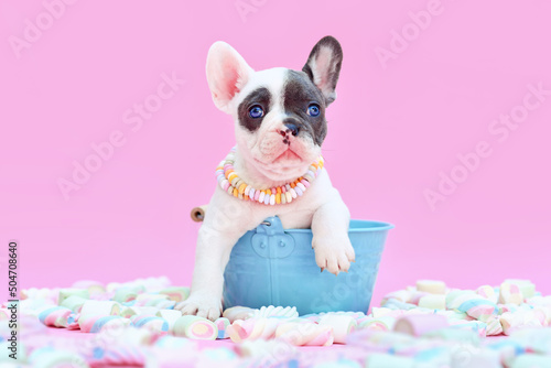 Blue pied French Bulldog dog puppy in bucket between marshmallow sweets on pink background