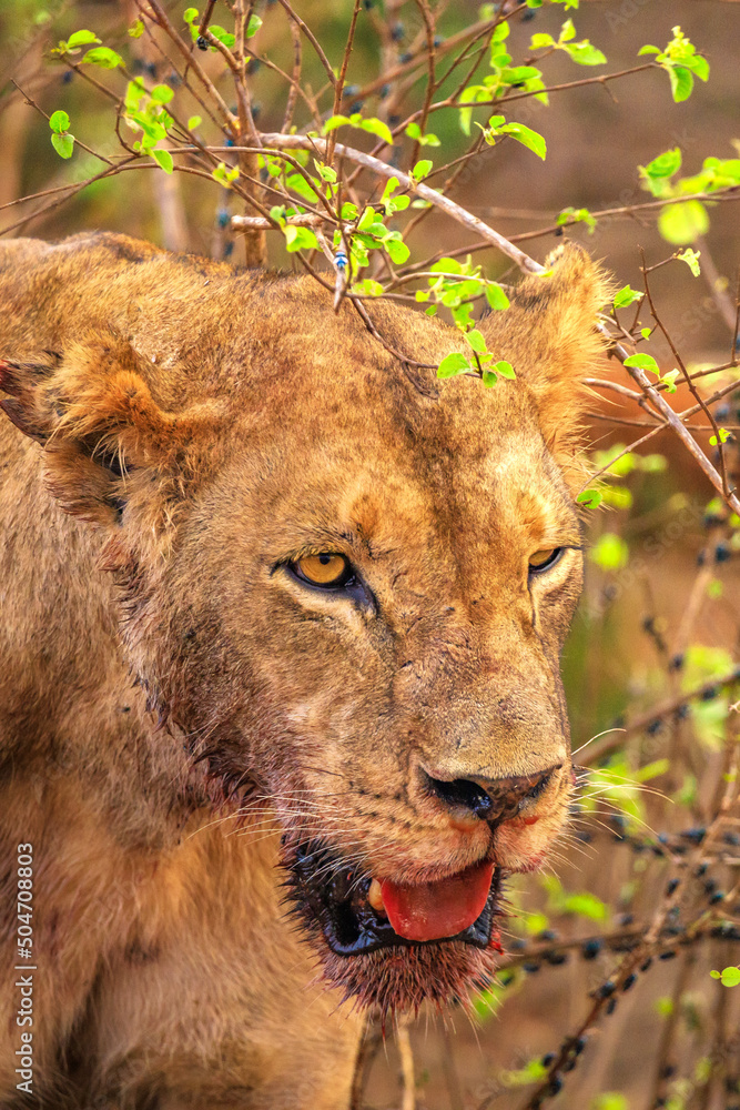 Lion kills water buffalo in Kenya, Africa. A breakfast of a lion