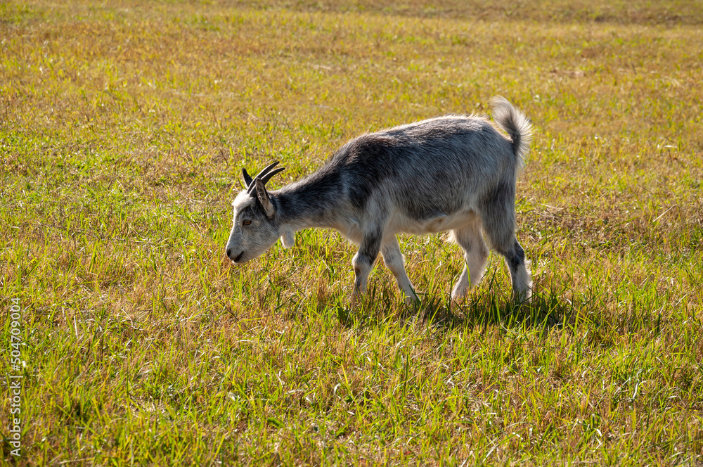 The goat is eating leaves from a tree - pasturing on the farm, care of household pets. Warm summer and hard agrarian work in provinces The goat is eating leaves from a tree - pasturing on the farm, care of household pets. Warm summer and hard agrarian work in provinces