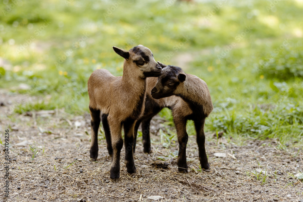 Two little, cute baby goats on field. Farming outdoor. Animals of farm. Sunny evening, amazing weather. Two little, cute baby goats on field. Farming outdoor. Animals of farm. Sunny evening, amazing weather.