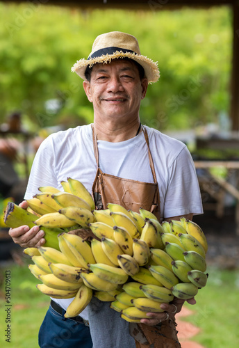 Farmer holding fresh banana. Man holding big fresh many banana