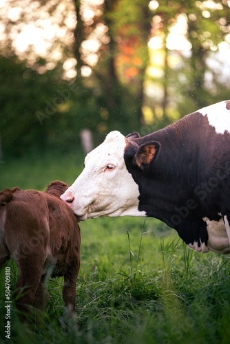 Cow with calf on a field in warm light
