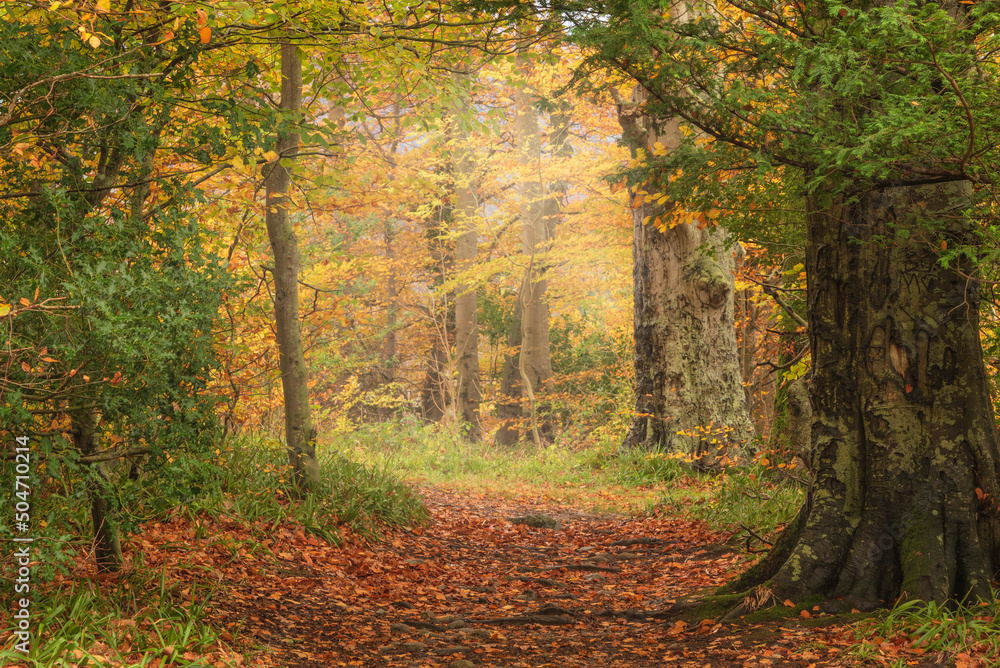 Obraz premium Stunning Autumnal landscape image of woodlands around Derwentwater in Lake District