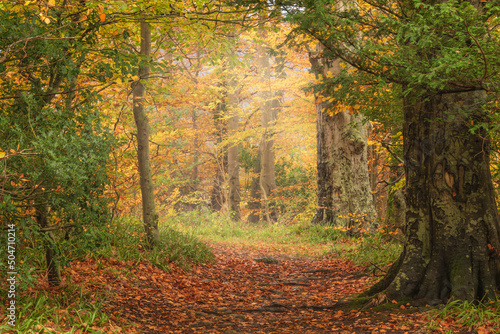 Stunning Autumnal landscape image of woodlands around Derwentwater in Lake District