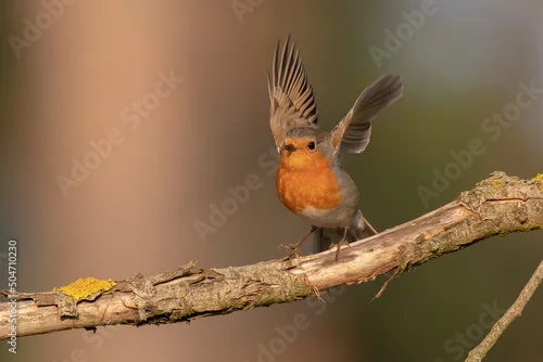 Obraz Małe kolorowe ptaki na gałęzi rudzi gąsiorek i zięba 