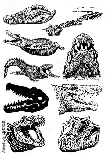 Graphical big set of crocodiles isolated on white background, vector illustration