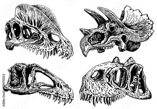 Graphical hand-drawn set  of skulls of dinosaurs isolated on white,vector illustration,fossils