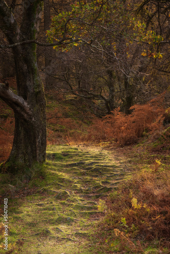 Stunning vibrant Autumn landscape image of forest woodlands around Holme Fell in Lake District