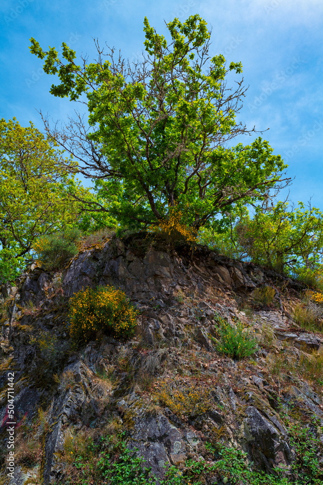 Fototapeta premium arbre au mois de mai
