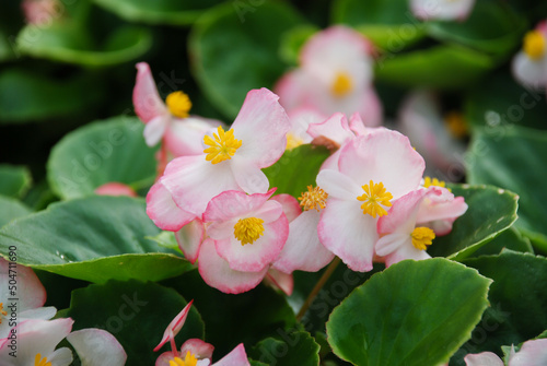 Begonias, semperflorens begonias, in the garden, potted begonia