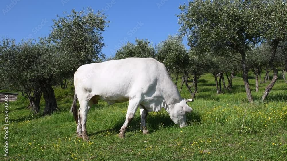 white cow grazing among the olive trees in the Tuscan countryside. Italy white cow grazing among the olive trees in the Tuscan countryside. Italy