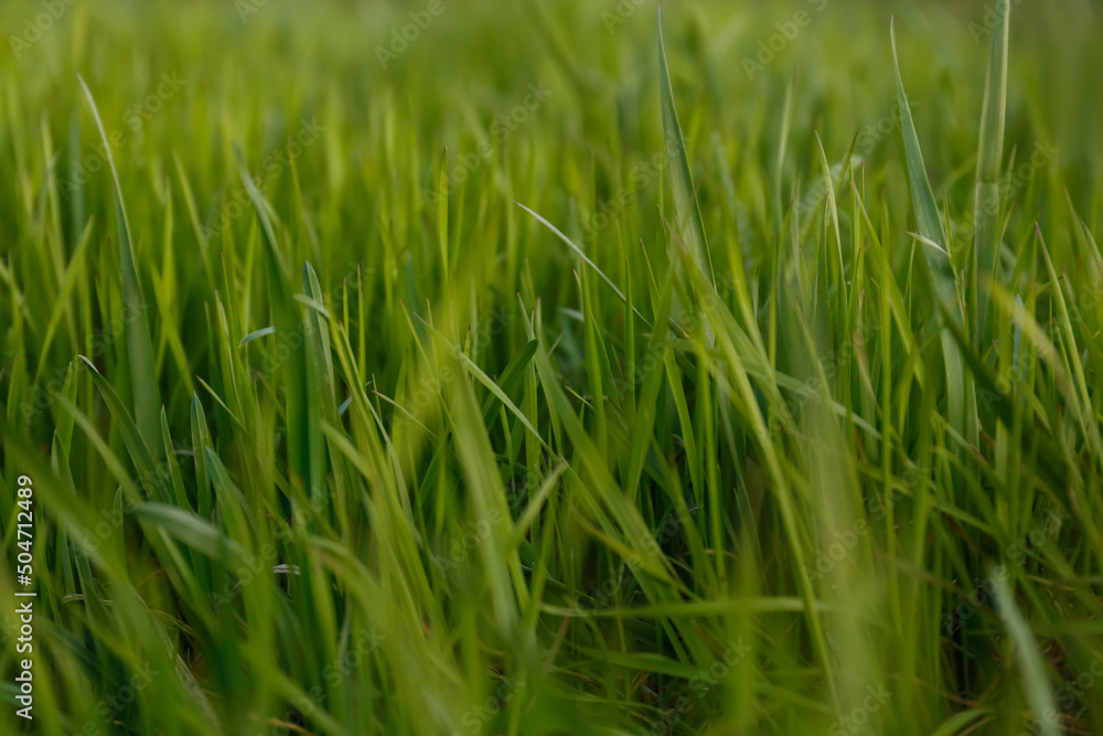 Green lawn with fresh grass outdoors, closeup Green lawn with fresh grass outdoors, closeup