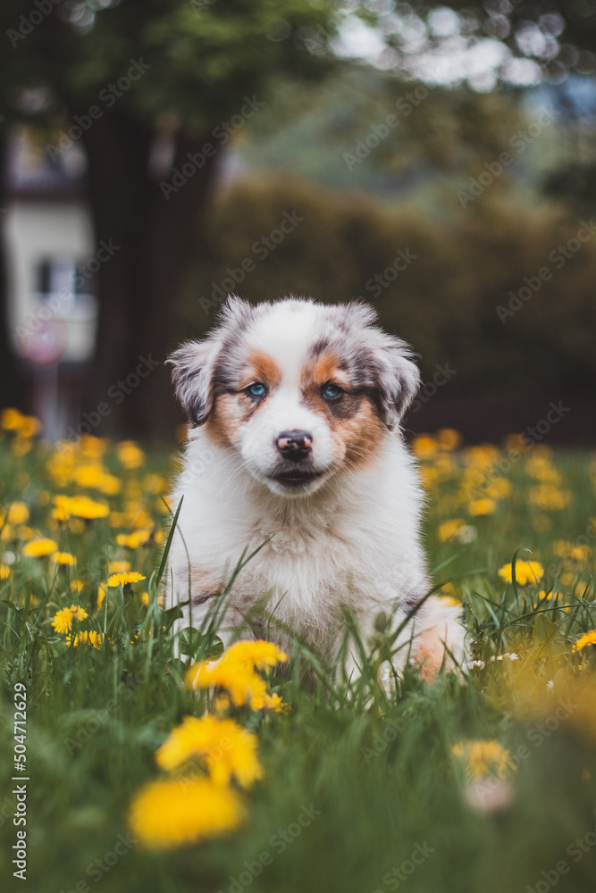 Australian Shepherd cub exploring the garden for the first time. Blue merle sitting in the grass between dandelions, resting after a run. The cutest puppy of the Canis lupus breed