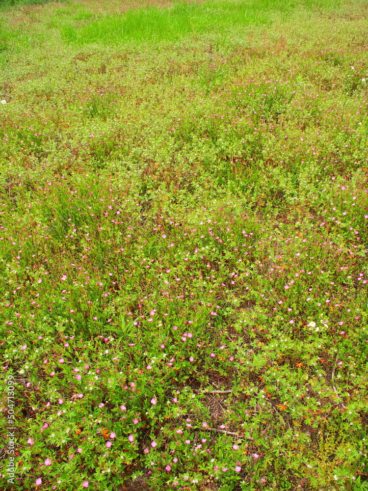 アカバナユウゲショウの花咲く初夏の野原風景