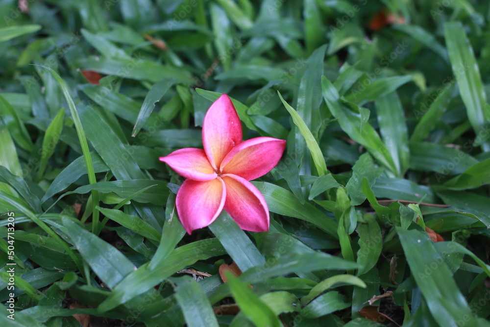 Obraz premium Lan Thom or frangipani is a perennial flowering plant in the Pantip family or Frangipani family. There are many kinds. Some people believe that Lan Thom should not be planted in the house because it