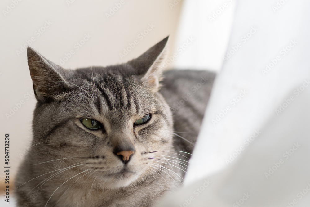 Naklejka premium 窓辺の猫 サバトラ猫