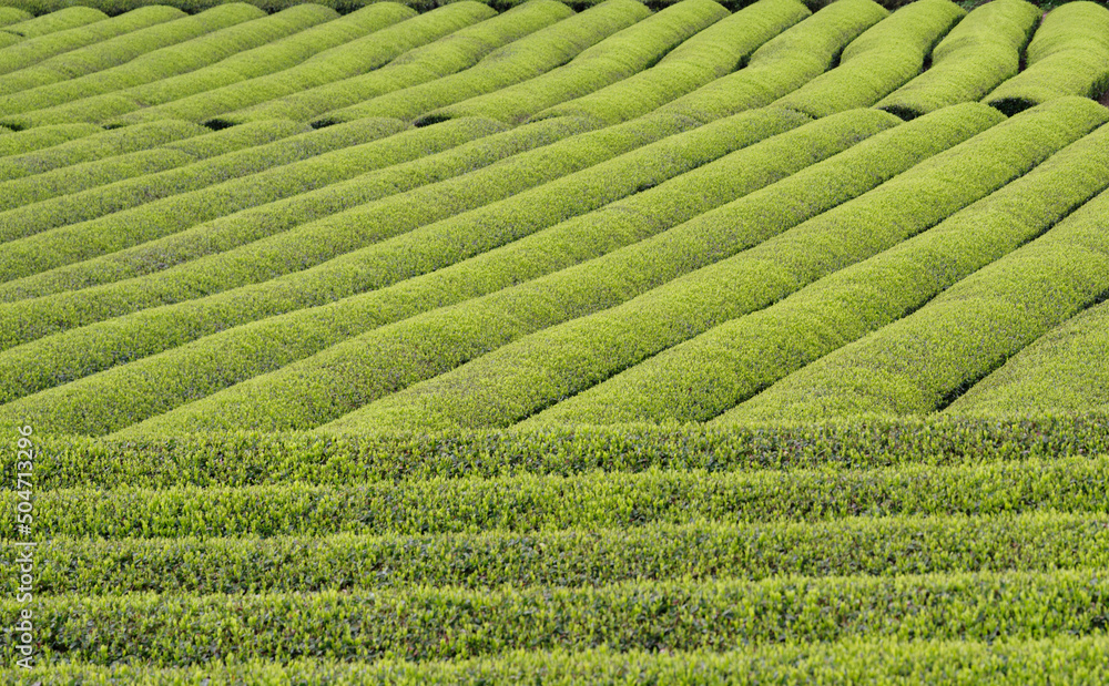 お茶畑 お茶畑