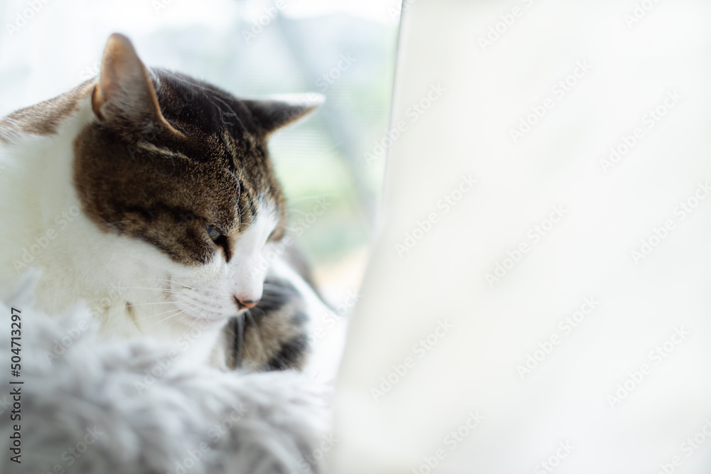 Obraz premium 窓辺の猫 キジトラ白