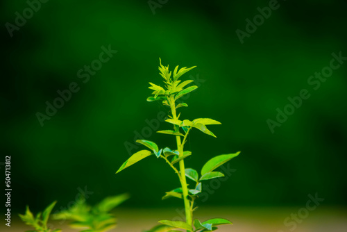 close up of plant © adnan