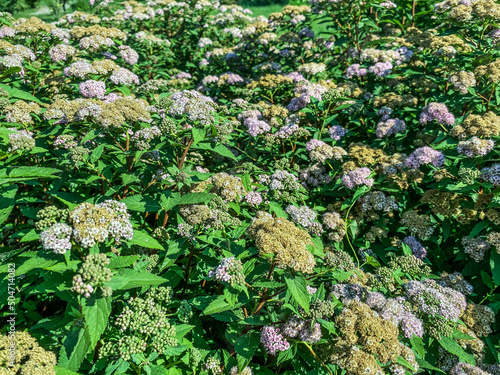 purple hydrangea grows in the yard. flowering bush, purple small flowers on a branch. hydrangeas in the meadow, a garden of flowers at their summer cottage. farming