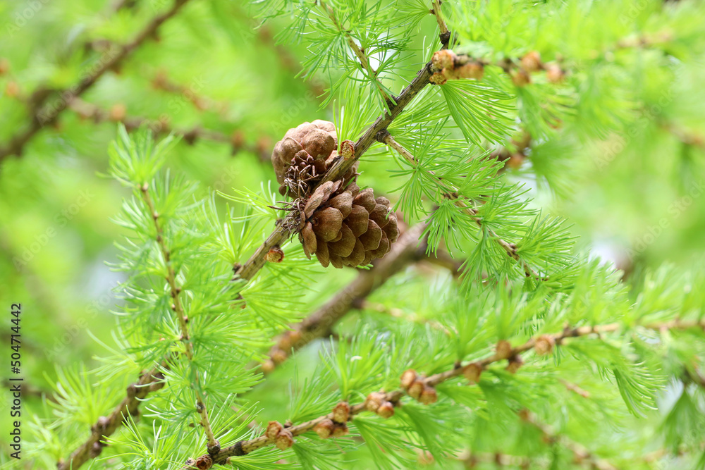 Larch tree in spring, bright green fluffy branches with cones Larch tree in spring, bright green fluffy branches with cones
