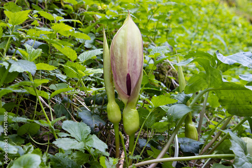 Photos Blossom of Arum maculatum in spring