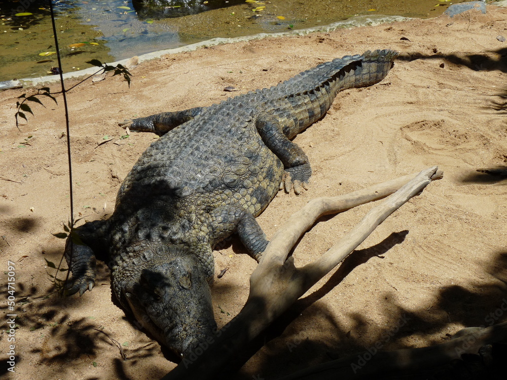 Fototapeta premium A huge nile crocodile on the sand and near the river - photo