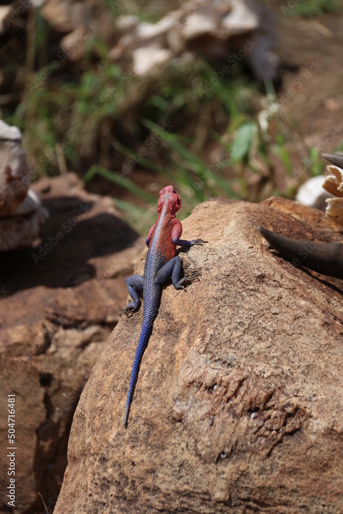 Lizard on a stone in Masai Mara