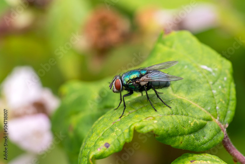 Common green bottle fly ( lucilia sericatafly) which is a blowfly species and a little larger than the house fly which has a body of a metallic green blue colour, stock photo image © Tony Baggett